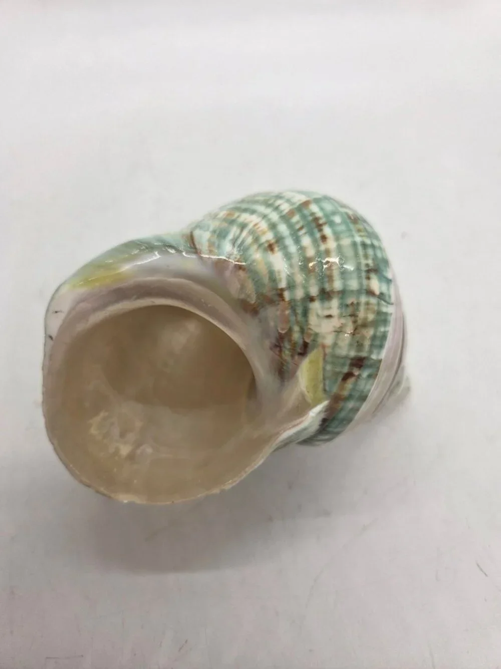 VTG Jade Green Banded Turbo Shell Pearl Polished Seashell 5